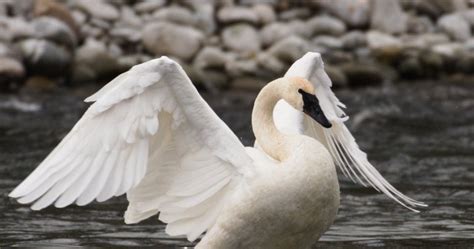 BC photographers give an up-close look at Trumpeter Swans - Okanagan ...