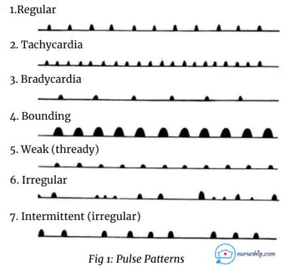 9 Common Pulse Points Anatomical Pulse Sites With Demonstration