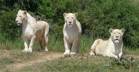 Top Imagen Los Leones Blancos Son Carnivoros Abzlocal Mx