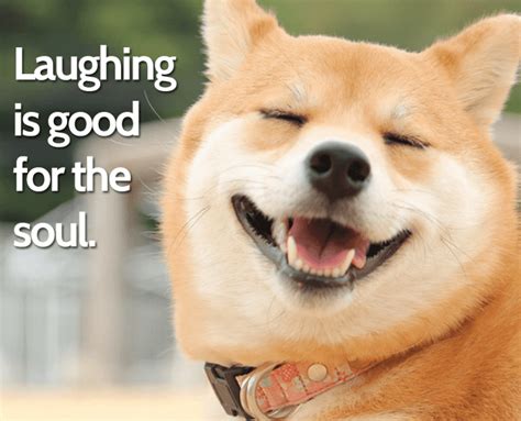 Dog Quotes: Laughing - Good Dog in a Box