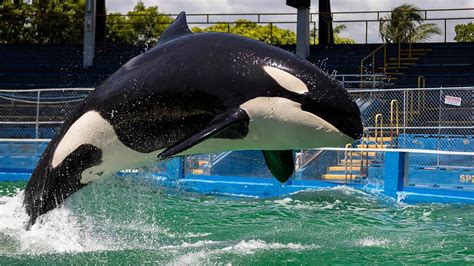 Tokitae, a beloved orca, died before being freed. Then came a reckoning. - Washington Post