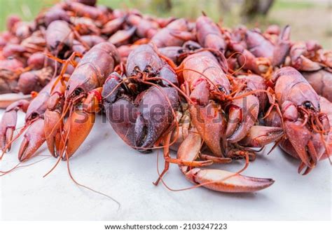 2 Australian Yabby Hunting Images, Stock Photos & Vectors | Shutterstock