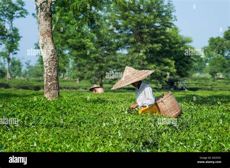 Jorhat assam tea plantation india hi-res stock photography and images ...