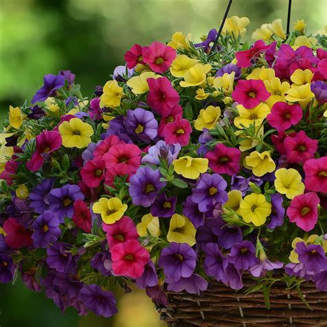 Calibrachoa Seeds for sale | Million Bells | Annual Flower Seeds