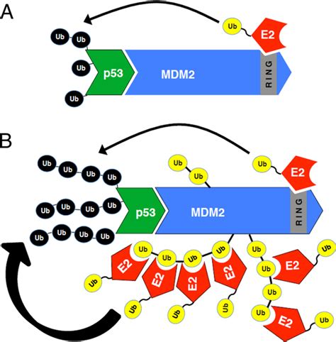 Model For The Enhanced Substrate E3 Activity Of Auto Ubiquitinated Download Scientific Diagram