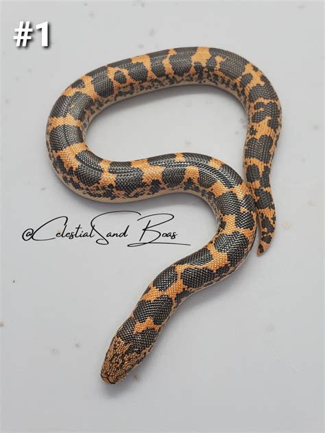 Ph Paradox Snow And Splash Kenyan Sand Boa By Celestial Sand Boas