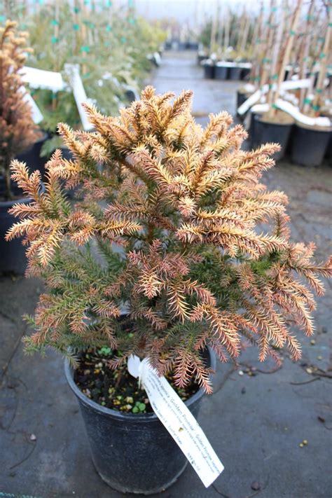 Cryptomeria Japonica Golden Promise Japanese Cedar