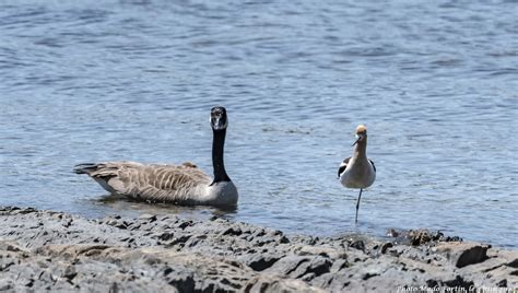 Ebird Checklist Jun Embouchure Rivi Re Trois Pistoles