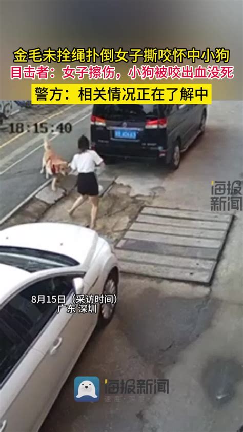 金毛未拴绳扑倒女子撕咬怀中小狗 目击者：女子擦伤，警方介入调查 腾讯视频