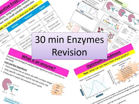 Enzymes Gcse Biology Questions