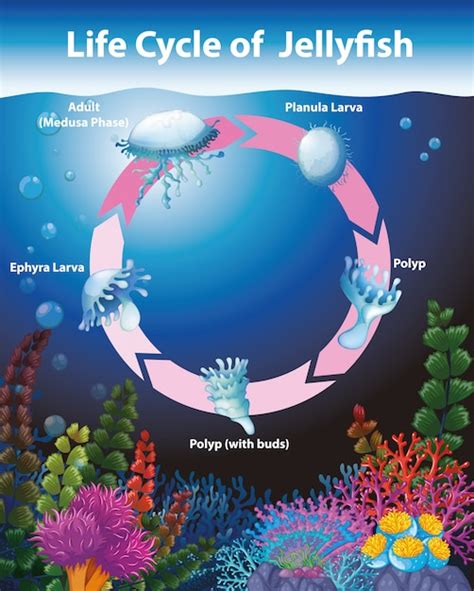 Life Cycle Of Jellyfish