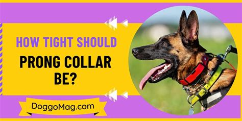 How Tight Should Prong Collar be? 8 Tips From A Dog Trainer - DoggoMag