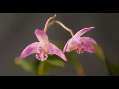 Orqu Dea Dendrobium Kingianum Berry Oda En Flor Youtube