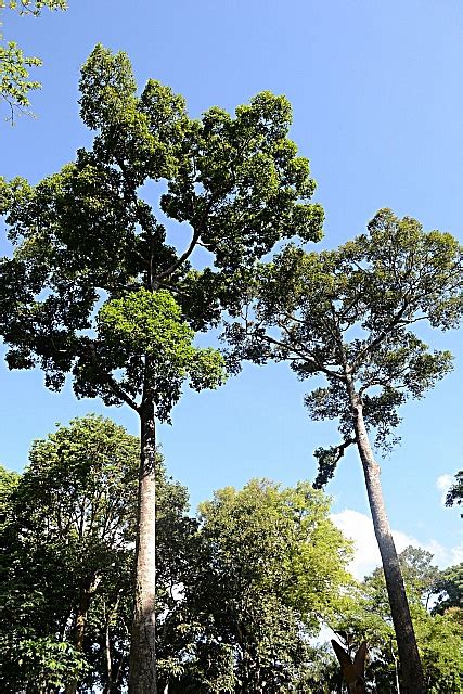 Cagayan De Oro Seedlers: Lauan or Philippine mahogany tree