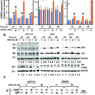 Hnk Downregulates And Induces The Puma Yap Interaction In The