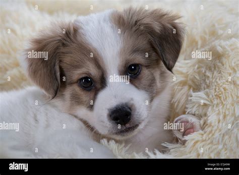 Jack Russell Terrier mix, Puppy Stock Photo - Alamy