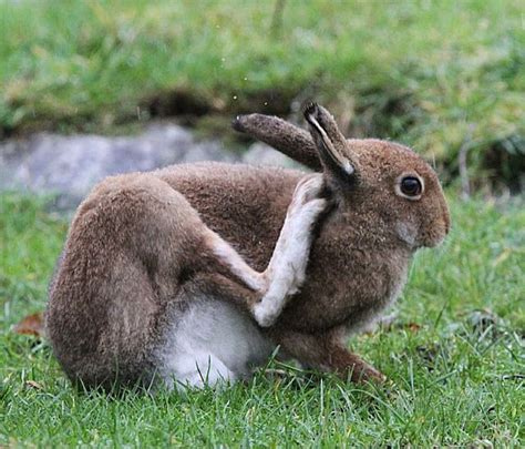 Murfs Wildlife Irish Hare Hare Wildlife Pet Rabbit