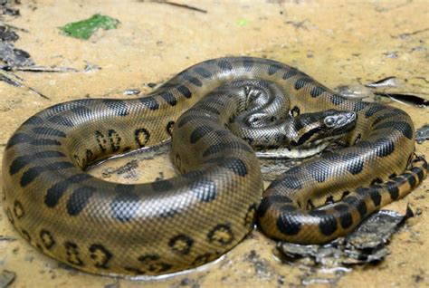 Tudo Sobre Cobra Sucuri Conhe A Melhor As Caracter Sticas Da Esp Cie