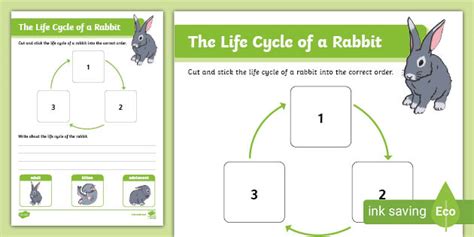 Rabbit Life Cycle Fact File Template Teacher Made Twinkl Porn Sex Picture