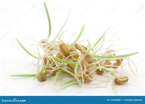 Wheat sprouts stock photo. Image of food, nature, healthy - 13528600