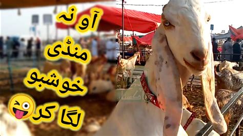 Bhatta Chowk Mandi 2023 Update Bakra Rates YouTube