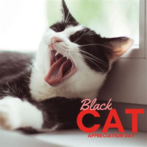 Black Cat Appreciation Day