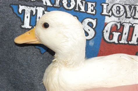 How To Sex Call Ducklings Backyard Chickens Learn How To Raise