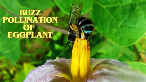 Buzz Pollination Buzz Pollination In Eggplants🌸🐝 Buzzpollination