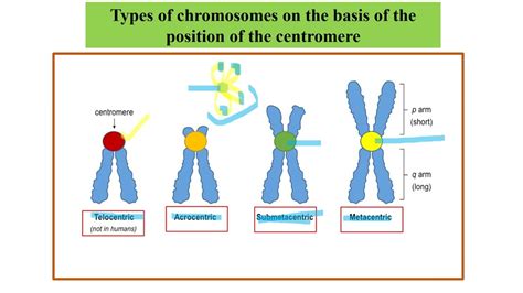 Types Of Chromosomes On The Basis Of Centromere Position Youtube