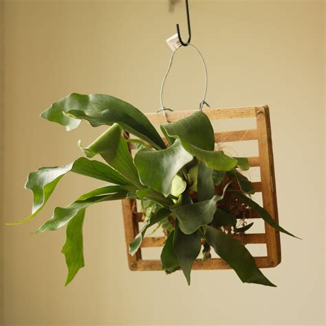 Platycerium Bifurcatum Staghorn Fern Staghorn Fern Platycerium