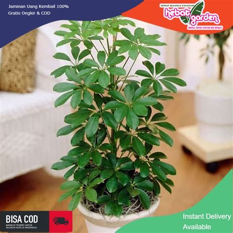 Jual Tanaman Walisongo Hijau Schefflera Arboricola Shopee Indonesia