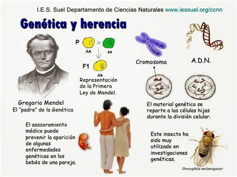 Historia De La Genética Mendeliana