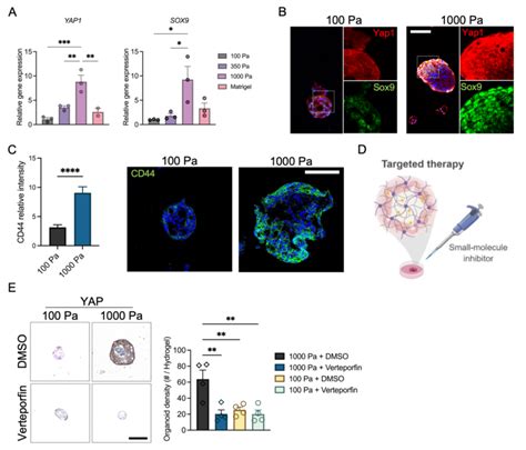 Engineered Hydrogel Stiffness Modulates YAP Activation In EAC PDOs A