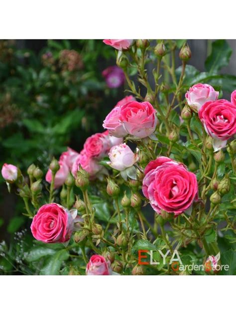 Роза Шон Коблензерин в магазине Elya Garden - Саженец