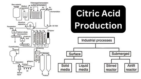 Citric Acid Production Biology Notes Online