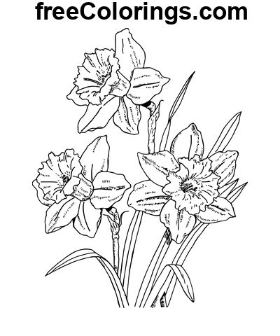 Påskelilje Blomster Line Art Gratis utskrivbare fargeleggingssider