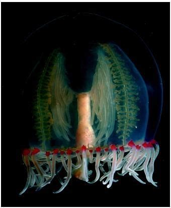 A jellyfish is a radially symmetric animal with internal organs that are visible through its ...