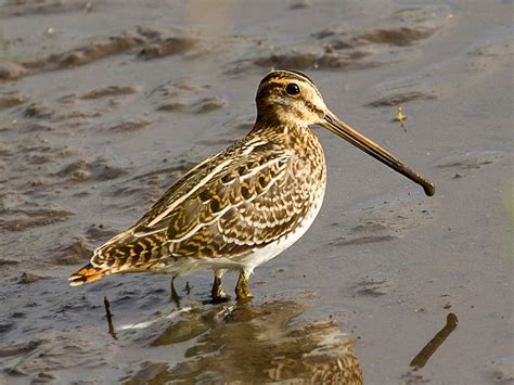 Curlew Bird Facts (Numenius arquata) | Bird Fact