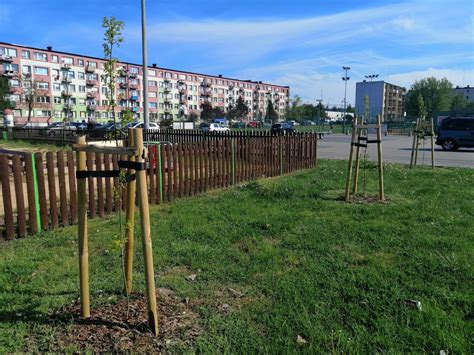 Urz D Miejski W Wieluniu Inwestuje W Ziele Na Nasadzenia Wydano Ponad