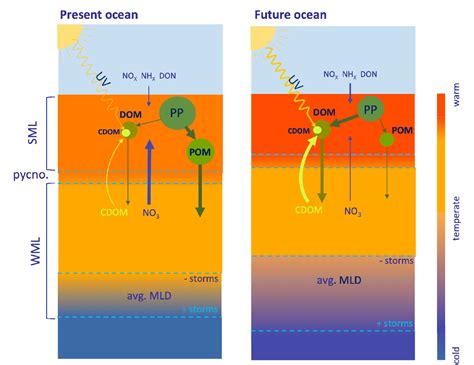 Impacts Of Global Change On Ocean Dissolved Organic Carbon Doc