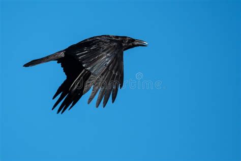 Common Raven Flying in a Blue Sky Stock Image - Image of soaring ...