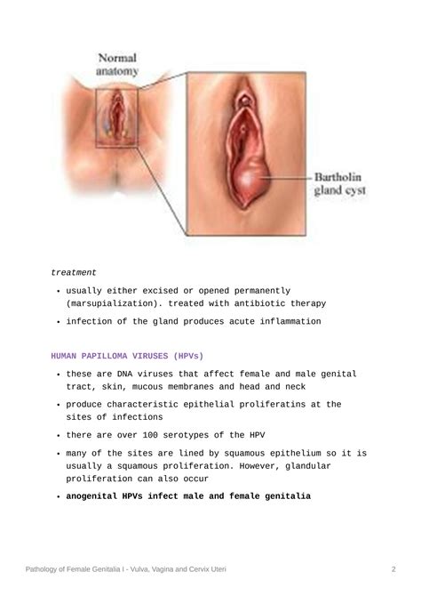 SOLUTION Obgyn Pathology Of Female Genitalia Vagina Vulva Cervix