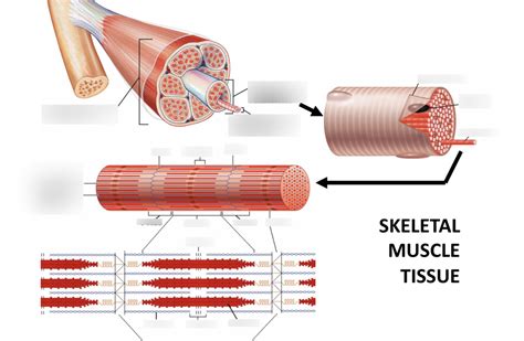 Skeletal Muscle Tissue Diagram