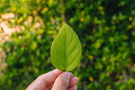 closeup nature view  tree top green leaf  garden  summer