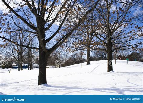 Naked Trees In Winter Stock Image Image Of Dark Outdoors
