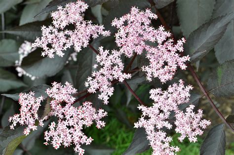 Juoduogis šeivamedis Black Beauty Sambucus Nigra