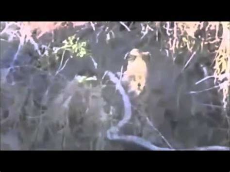 Hyena Attack Hyena Eat Deer - YouTube