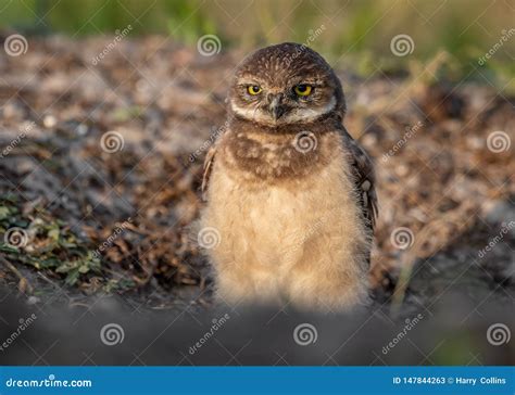 Burrowing Owl in Florida stock image. Image of animal - 147844263