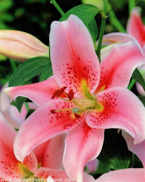 Лилия Анастасия Фото И Описание – Telegraph