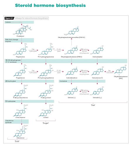 Steroid Hormone Biosynthesis - pediagenosis